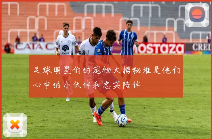 足球明星们的宠物大揭秘谁是他们心中的小伙伴和忠实陪伴